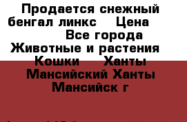 Продается снежный бенгал(линкс) › Цена ­ 25 000 - Все города Животные и растения » Кошки   . Ханты-Мансийский,Ханты-Мансийск г.